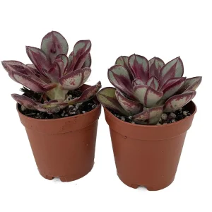 Echeveria Desert Rose Succulent Live Plant - 2 Plants in 2-inch Pots - Easy Care - Image 2
