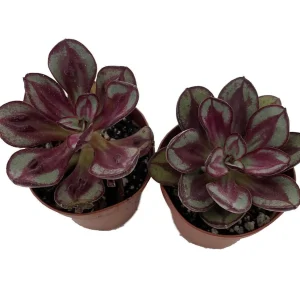 Echeveria Desert Rose Succulent Live Plant - 2 Plants in 2-inch Pots - Easy Care - Image 1