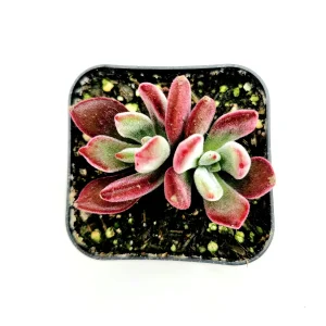 Echeveria 'Devotion' Live Succulent Plant - Vibrant Red Edges - Image 2