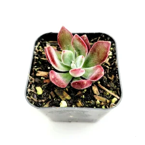 Echeveria 'Devotion' Live Succulent Plant - Vibrant Red Edges - Image 3