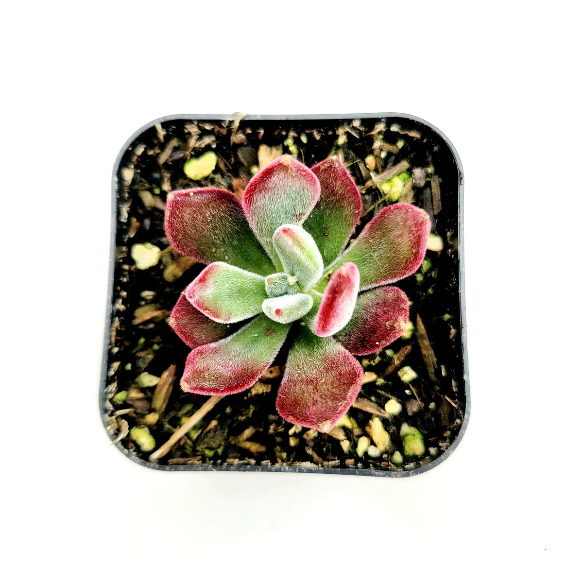 Echeveria 'Devotion' Live Succulent Plant - Vibrant Red Edges - Image 4