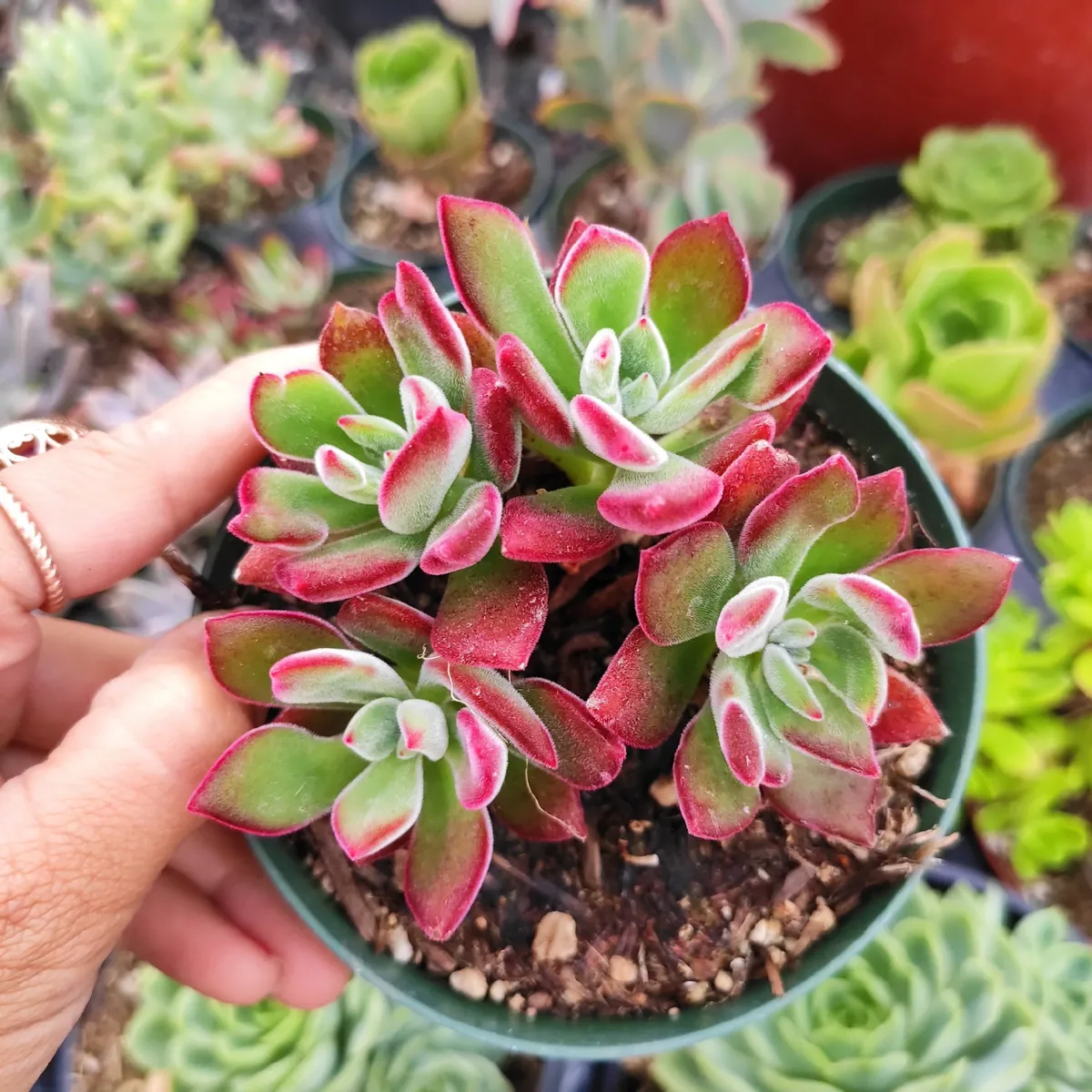 Echeveria 'Devotion' Live Succulent Plant - Vibrant Red Edges - Image 6