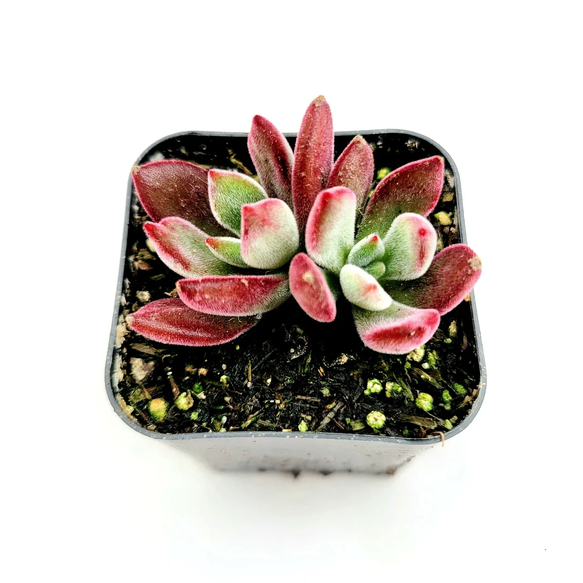 Echeveria 'Devotion' Live Succulent Plant - Vibrant Red Edges - Image 1