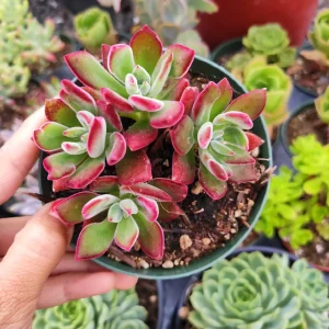 Echeveria 'Devotion' Succulent Live Plant - Vibrant Red Rosettes - Image 5