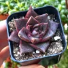 Echeveria Dionysos Live Succulent Plant – Rare, 2 inch Pot, Indoor/Outdoor - Image 1