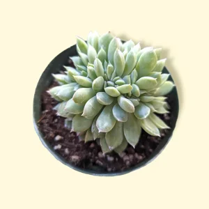 Echeveria Elegans Crest Succulent Live Plant - Low Maintenance Indoor/Outdoor - Image 1