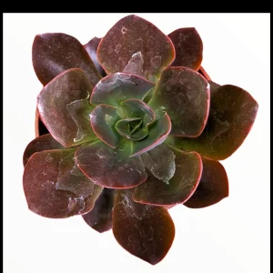 Echeveria 'Eliza' Succulent Live Plant - Drought Tolerant Houseplant - Image 2