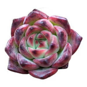 Echeveria Fire Pillar Live Succulent Plant - Drought Tolerant - Image 3