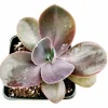 Echeveria gibbiflora ‘Metallica’ Succulent Plant – Live Potted Succulent - Image 1
