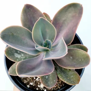 Echeveria gibbiflora ‘Metallica’ Succulent Plant – Live Potted Succulent - Image 3