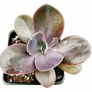 Echeveria gibbiflora ‘Metallica’ Succulent Plant – Live Potted Succulent - Image 1