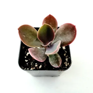 Echeveria gibbiflora ‘Metallica’ Succulent Plant – Live Potted Succulent - Image 6