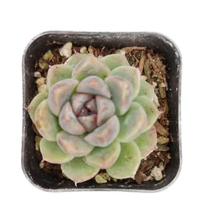 Echeveria Grape Ice Succulent Plant - Live Indoor Houseplant - Image 2