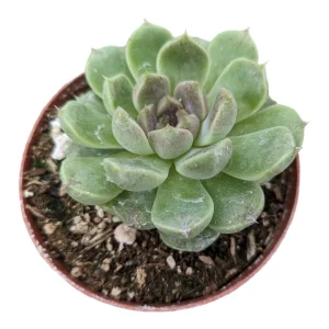 Echeveria Grape Ice Succulent Plant - Live Indoor Houseplant - Image 1