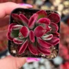 Echeveria Harmsii Ruby Slippers Live Plant – 2 inch Velvet Red Rosette Succulent - Image 1