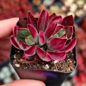 Echeveria Harmsii Ruby Slippers Live Plant – 2 inch Velvet Red Rosette Succulent - Image 2