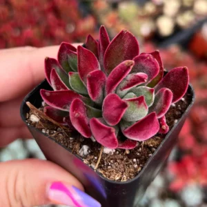 Echeveria Harmsii Ruby Slippers Live Plant – 2 inch Velvet Red Rosette Succulent - Image 3