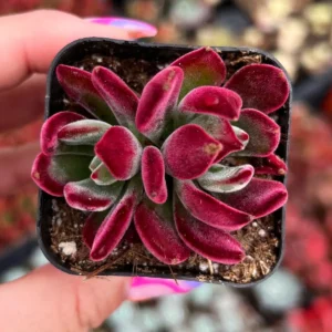 Echeveria Harmsii Ruby Slippers Live Plant – 2 inch Velvet Red Rosette Succulent - Image 1