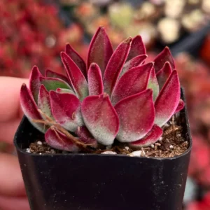 Echeveria Harmsii Ruby Slippers Live Plant – 2 inch Velvet Red Rosette Succulent - Image 4