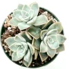 Echeveria Harry Watson Succulent Plant - Live, Drought Tolerant - Image 1