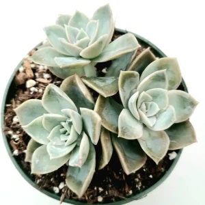 Echeveria Harry Watson Succulent Plant - Live, Drought Tolerant - Image 2