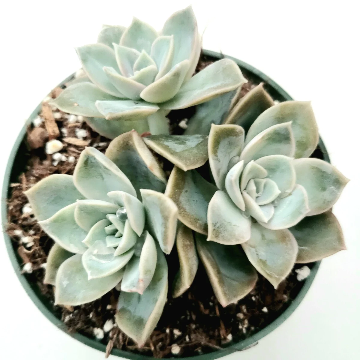 Echeveria Harry Watson Succulent Plant - Live, Drought Tolerant - Image 2