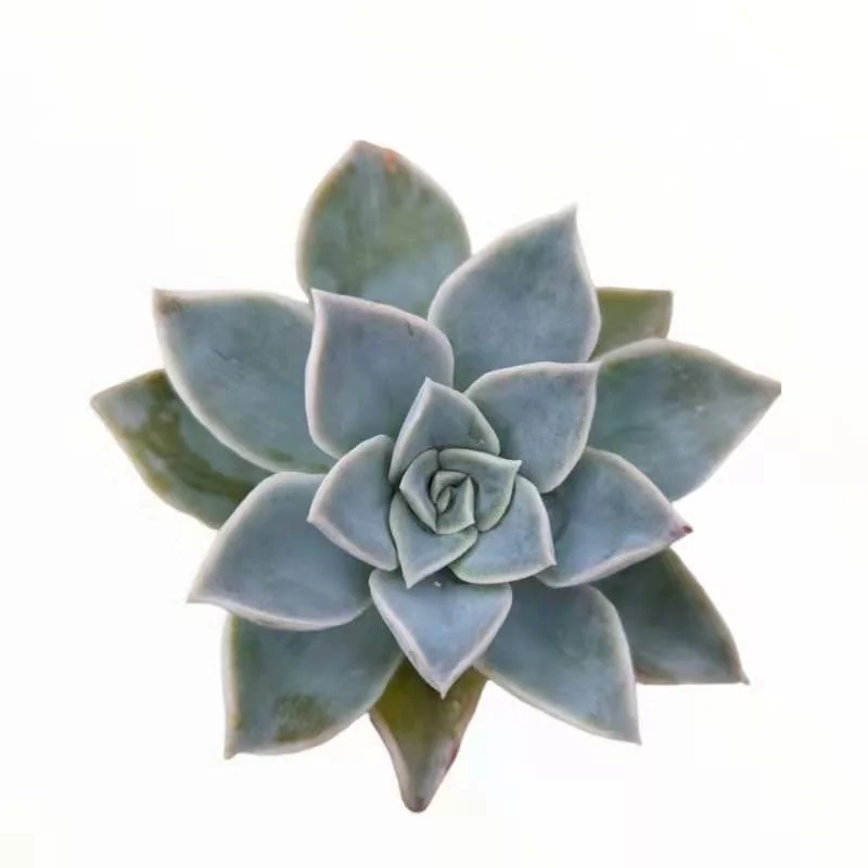 Echeveria Harry Watson Succulent Plant - Live, Drought Tolerant - Image 3