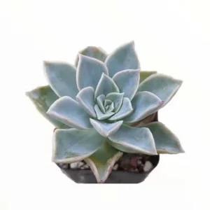 Echeveria Harry Watson Succulent Plant - Live, Drought Tolerant - Image 4