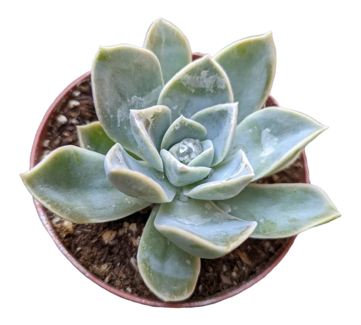 Echeveria Harry Watson Succulent Plant - Live, Drought Tolerant - Image 5