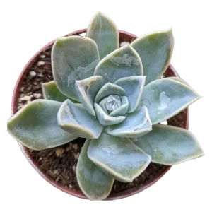 Echeveria Harry Watson Succulent Plant - Live, Drought Tolerant - Image 6