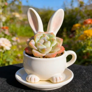 Echeveria 'Ice Green' Live Succulent Plant - Bare Root, 2-3 inches - Image 10