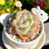 Echeveria 'Ice Green' Live Succulent Plant - Bare Root, 2-3 inches - Image 1