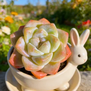 Echeveria 'Ice Green' Live Succulent Plant - Bare Root, 2-3 inches - Image 4