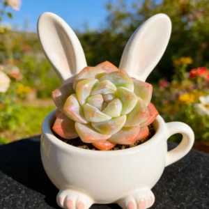 Echeveria 'Ice Green' Live Succulent Plant - Bare Root, 2-3 inches - Image 7