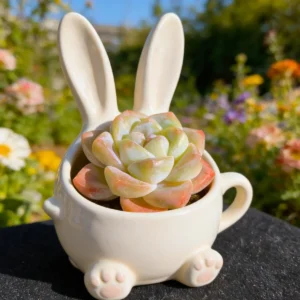 Echeveria 'Ice Green' Live Succulent Plant - Bare Root, 2-3 inches - Image 9