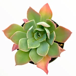 Echeveria Imbricata Hybrid Live Succulent Plant - Drought Tolerant - Image 2