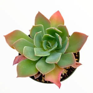 Echeveria Imbricata Hybrid Live Succulent Plant - Drought Tolerant - Image 1