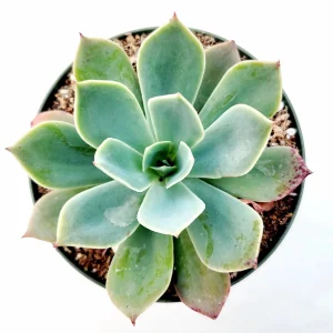 Echeveria Imbricata Hybrid Live Succulent Plant - Drought Tolerant - Image 4