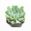 Echeveria 'Irish Mint' Succulent Live Plant - Drought Tolerant - Image 1