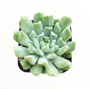 Echeveria 'Irish Mint' Succulent Live Plant - Drought Tolerant - Image 2