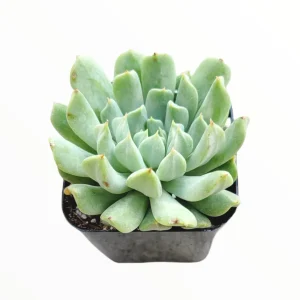 Echeveria 'Irish Mint' Succulent Live Plant - Drought Tolerant - Image 1