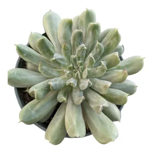 Echeveria 'Irish Mint' Succulent Live Plant - Drought Tolerant - Image 4