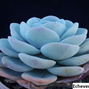 Echeveria Laui Seeds - 20 Pack - Succulent Plant Seeds - Indoor/Outdoor - Image 1