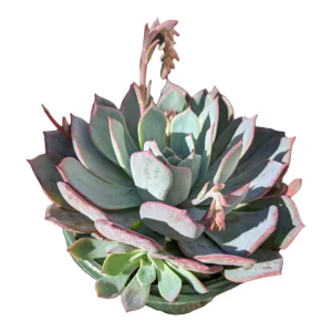 Echeveria Laulensis Succulent Live Plant - Drought Tolerant Houseplant - Image 10