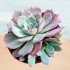 Echeveria Laulensis Succulent Live Plant - Drought Tolerant Houseplant - Image 1
