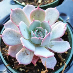 Echeveria Laulensis Succulent Live Plant - Drought Tolerant Houseplant - Image 4