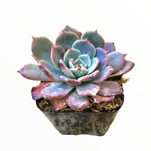 Echeveria Laulensis Succulent Live Plant - Drought Tolerant Houseplant - Image 5