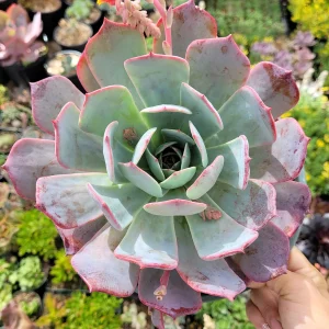 Echeveria Laulensis Succulent Live Plant - Drought Tolerant Houseplant - Image 9
