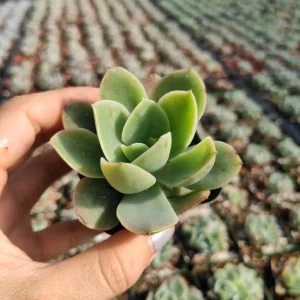 Echeveria 'Lemon Lime' Succulent Live Plant - Drought-Tolerant Indoor/Outdoor - Image 1