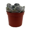 Echeveria Lilacina Succulent Live Plant – White Ghost Desert Rose – 2.5 Inch Pot – Indoor - Image 1